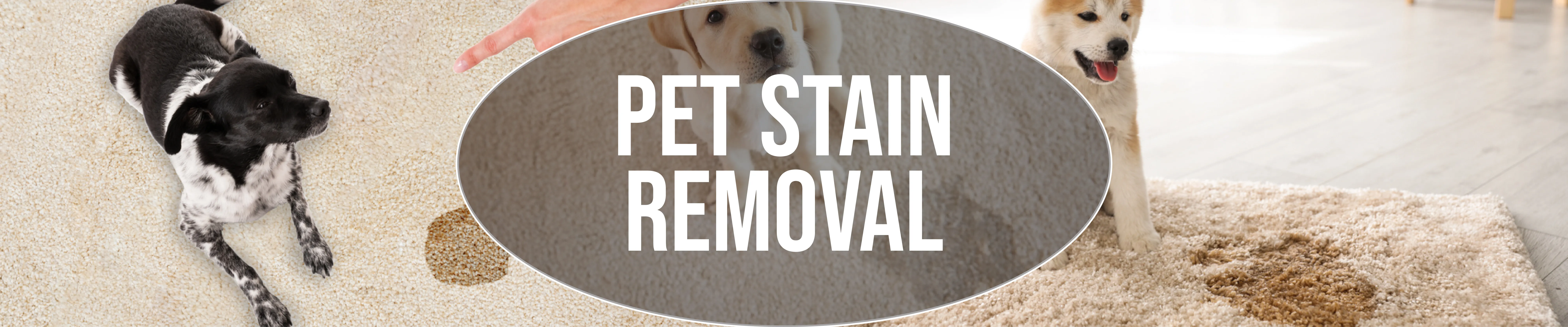 carpet cleaning in bronx, carpet cleaning bronx, carpet cleaners in bronx, carpet cleaners in bronx, commercial carpet cleaning, commercial carpet cleaning in bronx, bronx rug cleaners, rug cleaning services in bronx, same day carpet cleaning, same day rug cleaning in bronx